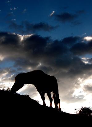 Tibetan horse