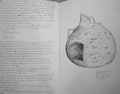 Mogollon Rim Journal