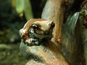 (frog photo taken in New York) cc