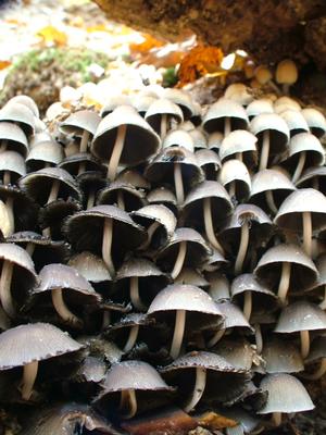 Mushrooms in Rock Creek Park (cc)